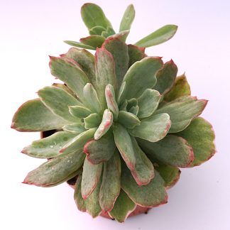 echeveria luella variegata