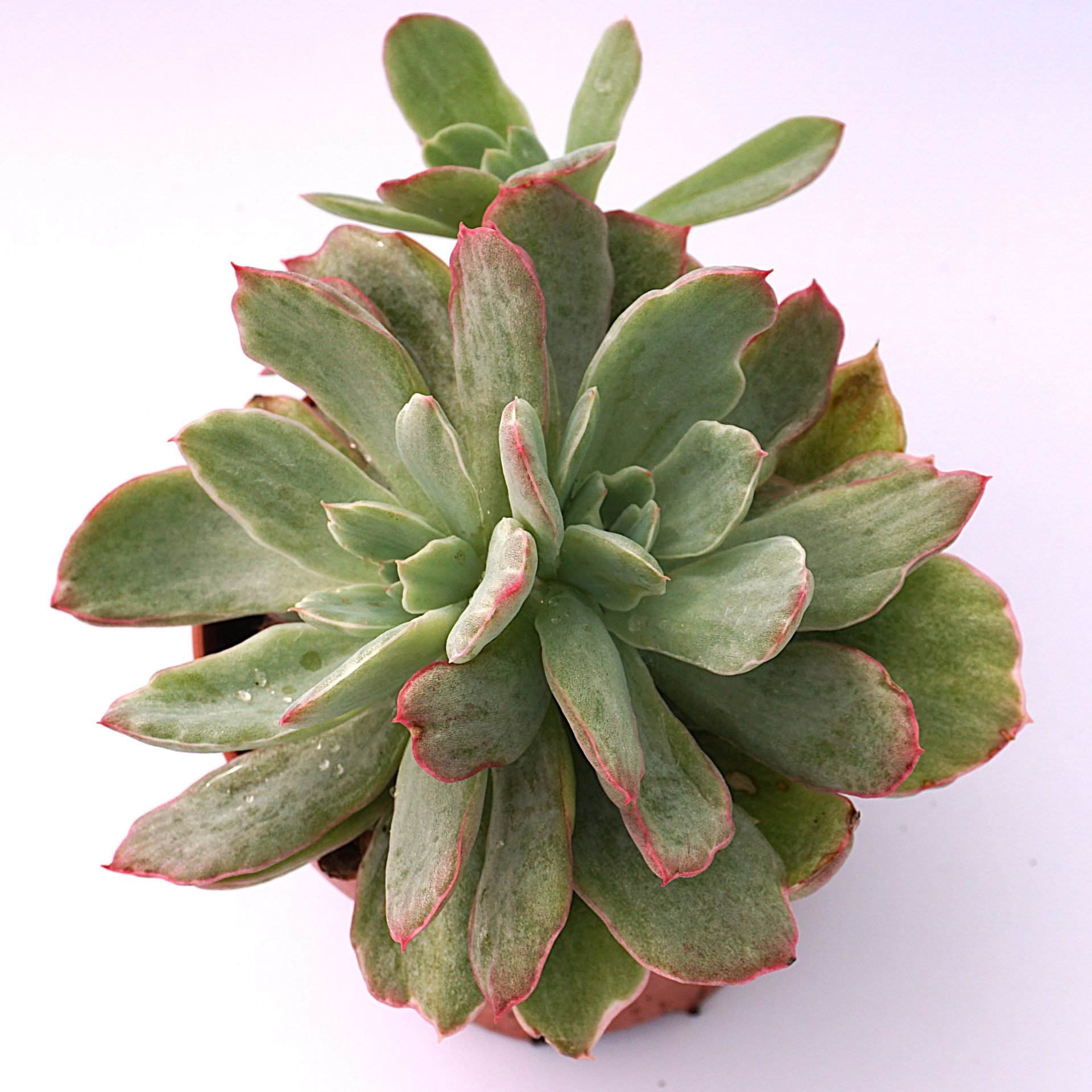 echeveria luella variegata