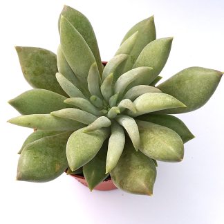 pachyveria glacier