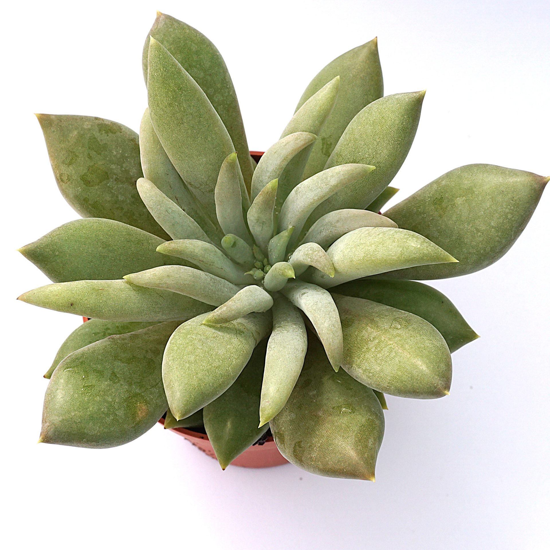 pachyveria glacier