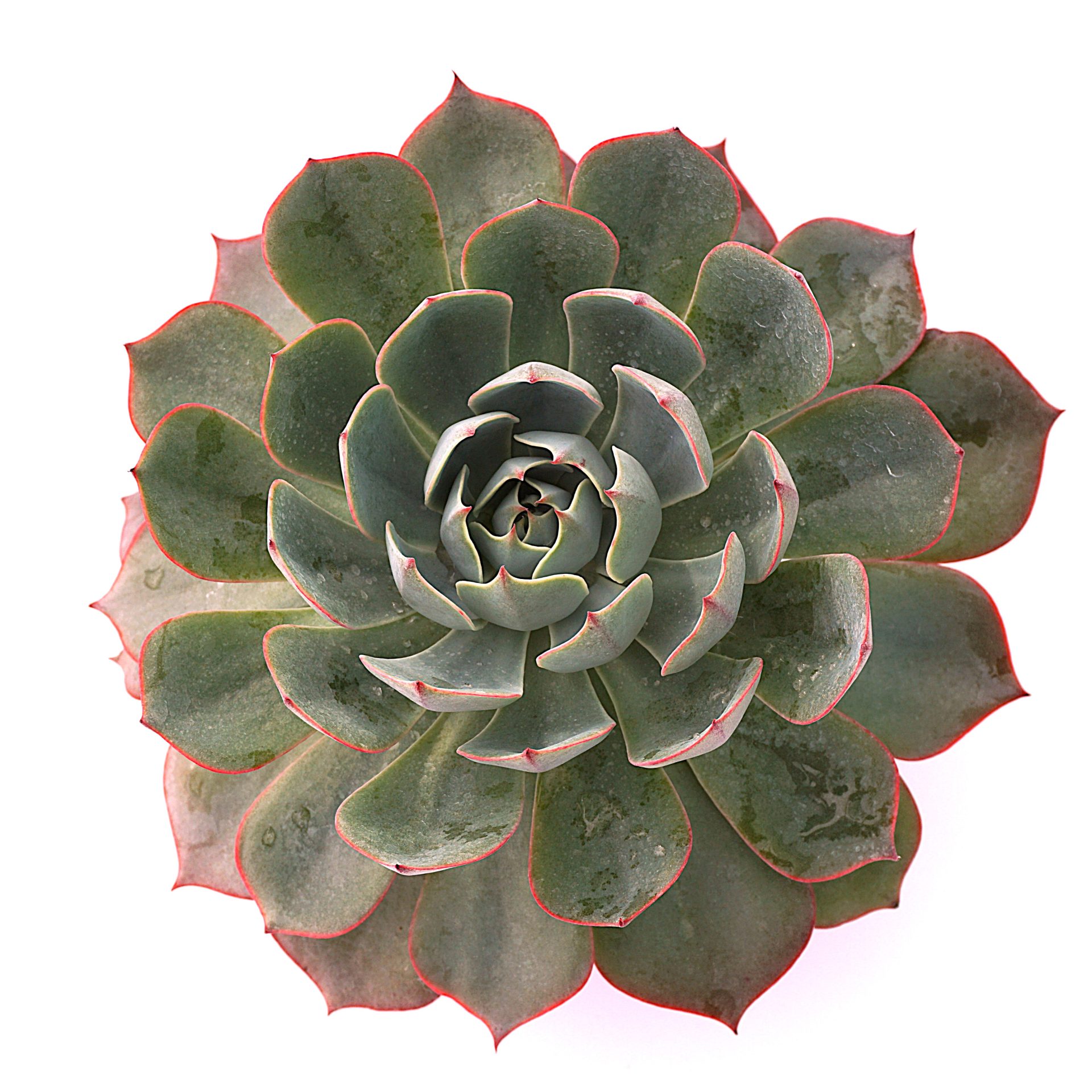 echeveria amistar